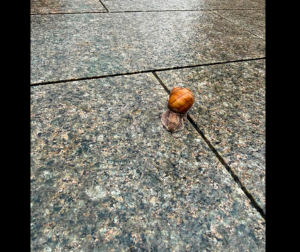 Névtelen (300 x 252 képpont) (2)